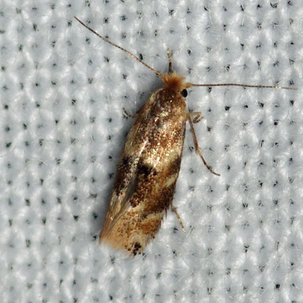 Birch Skeletonizer Moth (Bucculatrix canadensisella) - Insects of Iowa