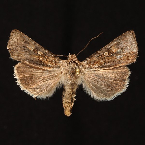 Fawn Brown Dart Moth (Euxoa pleuritica) - Insects of Iowa
