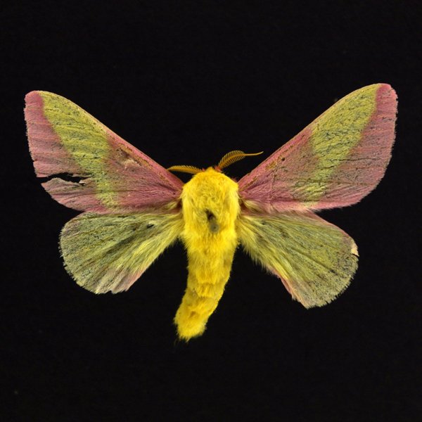 https://www.insectsofiowa.org/specimen/270010.jpg
