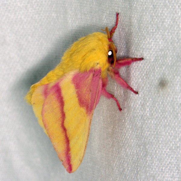 https://www.insectsofiowa.org/specimen/270072.jpg