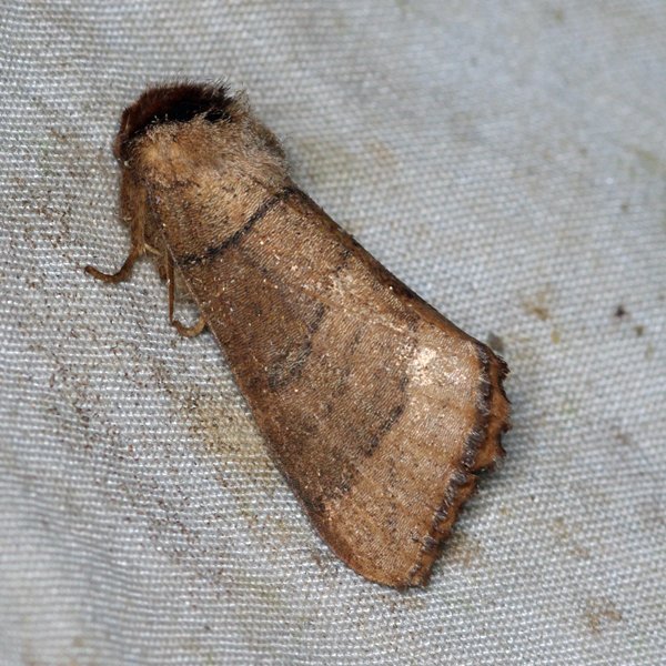 Angus's Datana Moth (Datana angusii) - Insects of Iowa