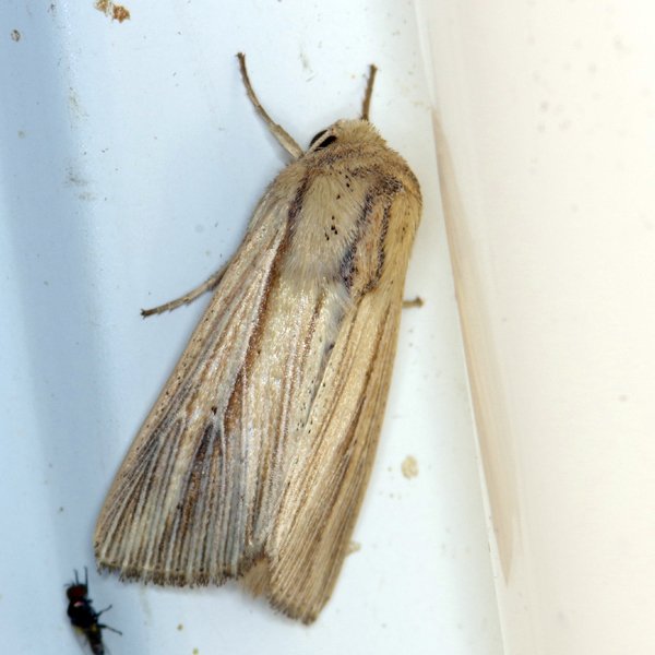 Adjutant Wainscot Moth (Leucania adjuta) Specimens - Insects of Iowa