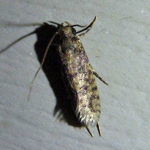 Tropical Tobacco Moth (Setomorpha rutella) - Insects of Iowa