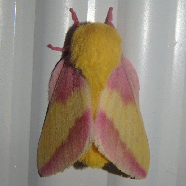 Rosy Maple Moth  Missouri Department of Conservation