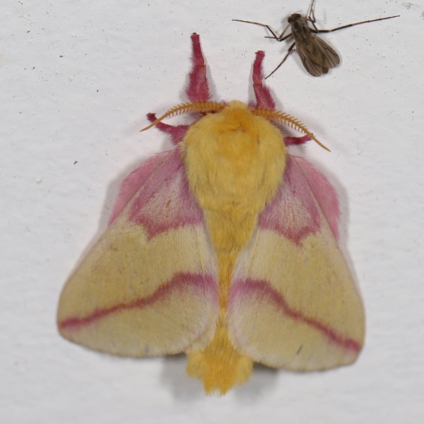 https://www.insectsofiowa.org/specimen/387027.jpg
