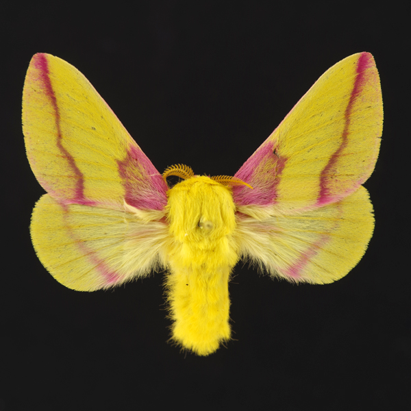 https://www.insectsofiowa.org/specimen/6255.jpg
