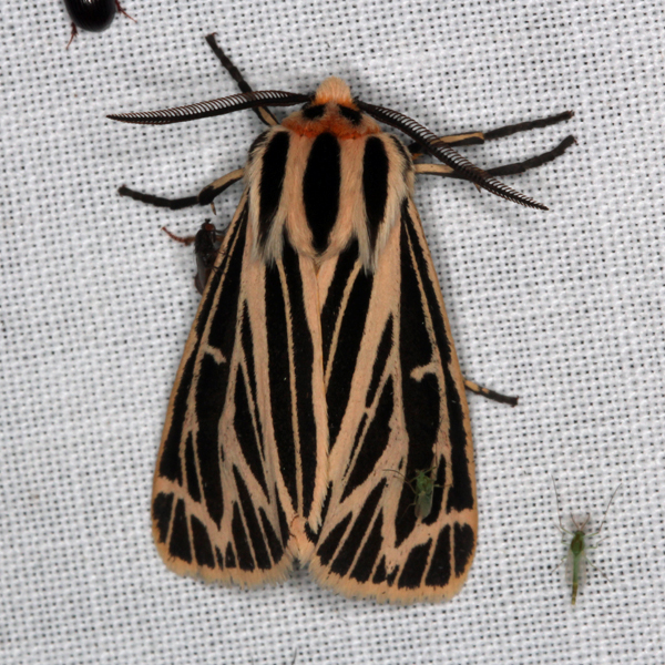 Record #182952 - Apantesis virguncula - Insects of Iowa